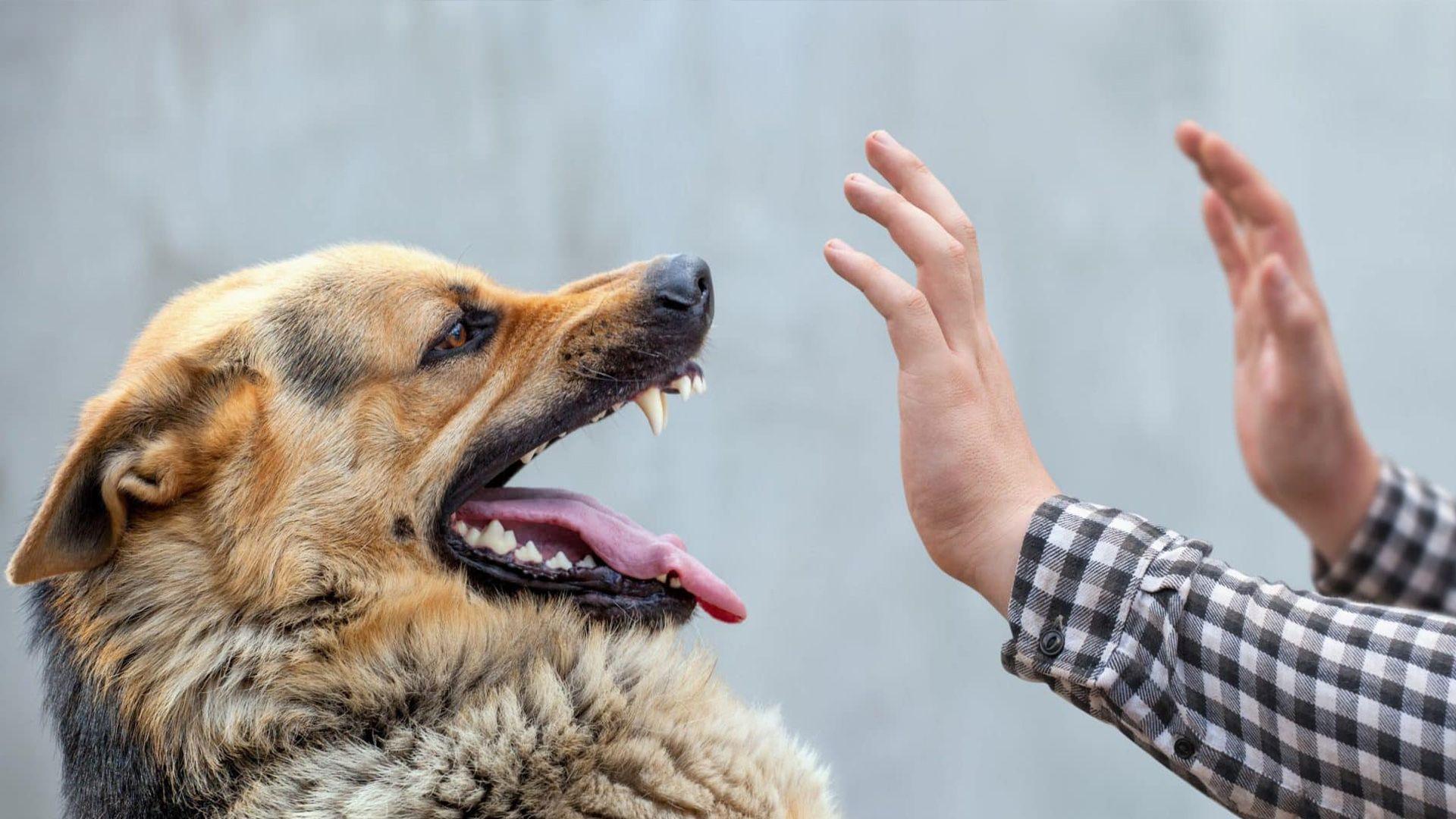 نەخۆشی هاری چییە و مەترسییەکانی سەگی بێلانە بۆ بڵاوبوونەوەی نەخۆشییەکە چین؟