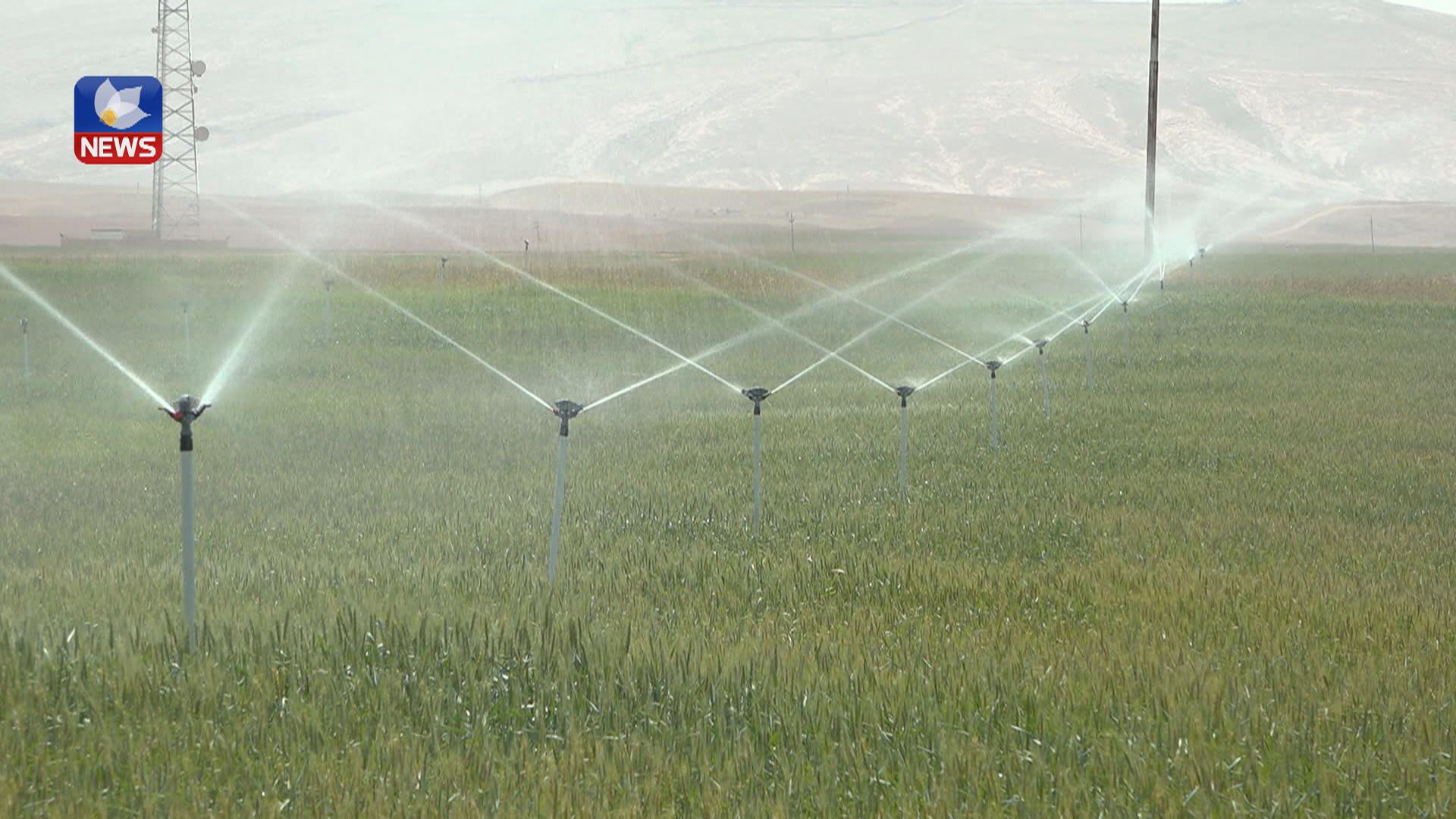 جوتیارانی نەینەوا سەرقاڵی دانانی ئاوپرژێنن بۆ ئاودانی گەنمەكانیان