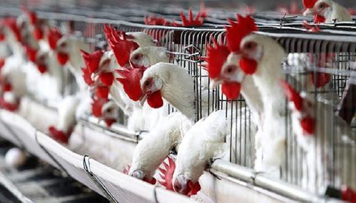 وەزارەتی کشتوکاڵ ئاگاداری سەربڕینخانە پەلەوەرییەکان دەکاتەوە