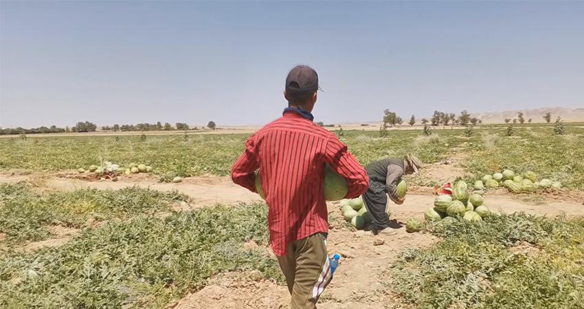 رۆژانە لە کفری زیاتر لە ١٥٠ تۆن شوتی بەرھەم دەھێنرێت