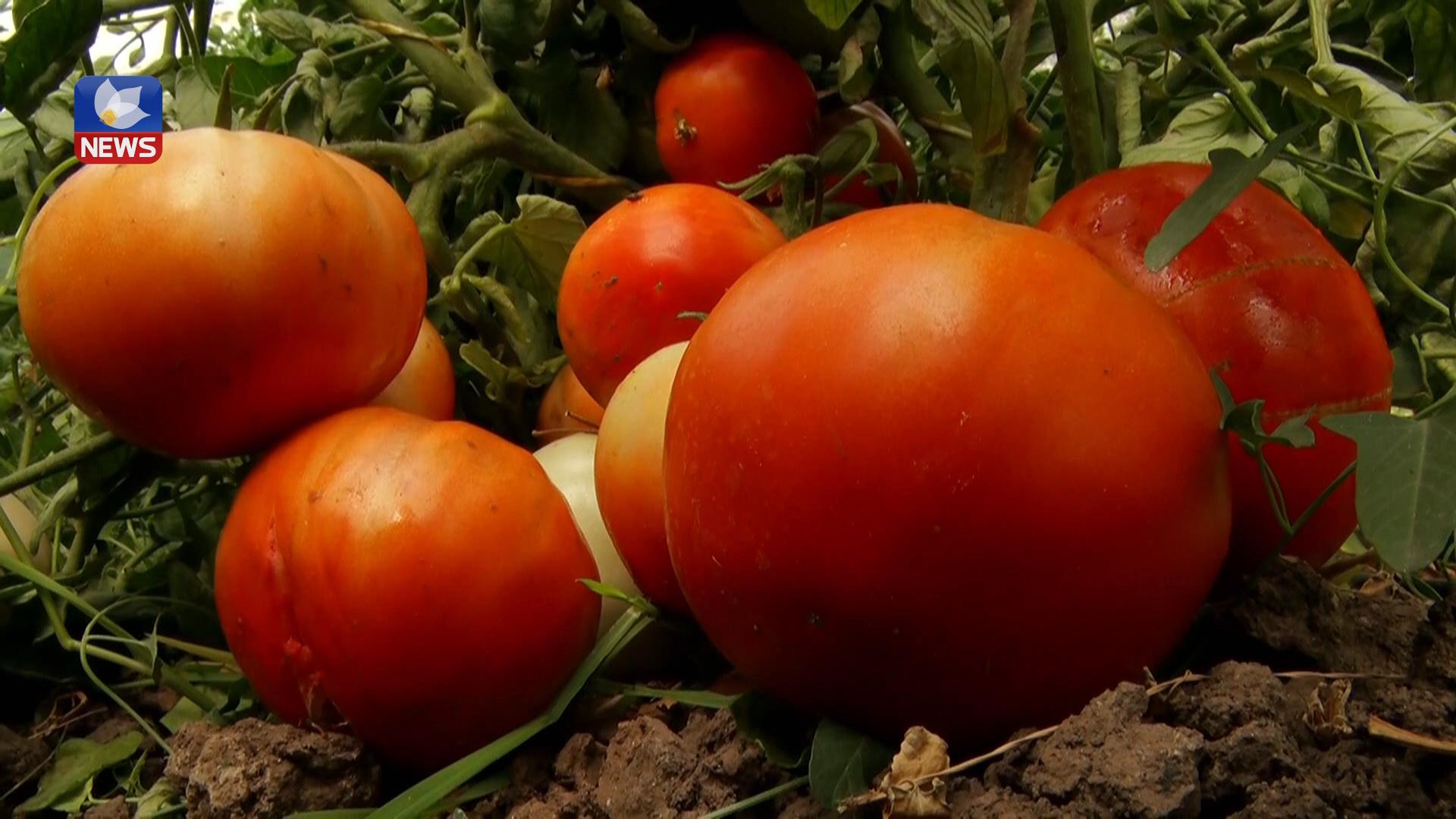 ئازاد محەمەد جۆرێك تەماتە بەرهەمدەهێنێت كێشی دەگاتە یەك كیلۆگرام