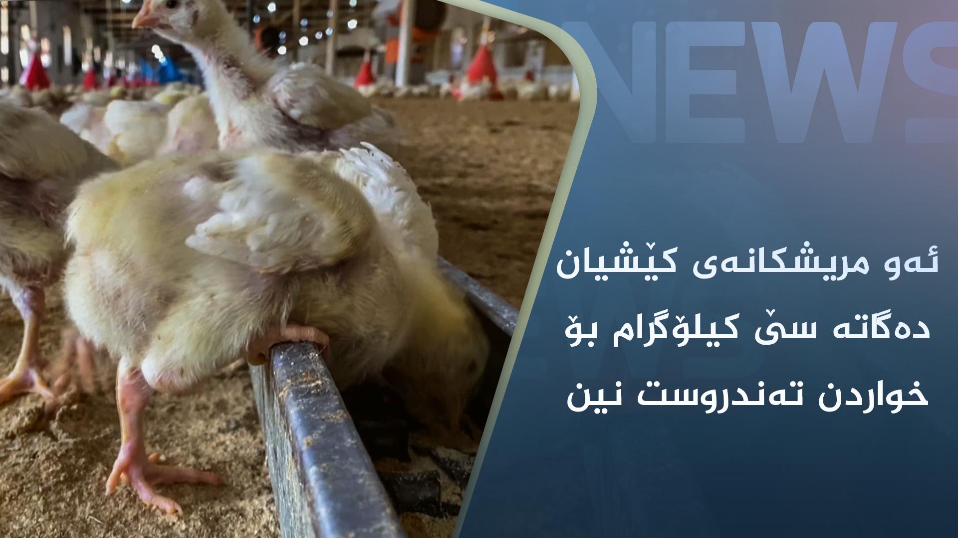 ئەو مریشکانەی کێشیان دەگاتە سێ کیلۆگرام بۆ خواردن تەندروست نین