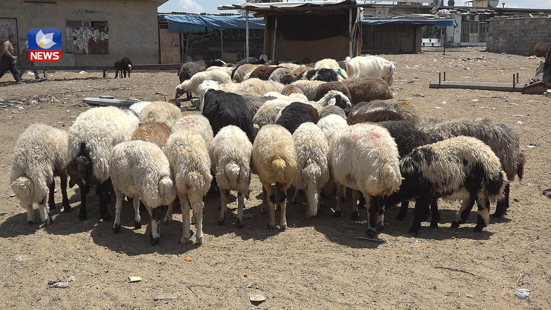 بازاڕی كڕین و فرۆشتنی ئاژەڵ بەهۆی جەژنی قوربانەوە قەرەباڵغ بووە