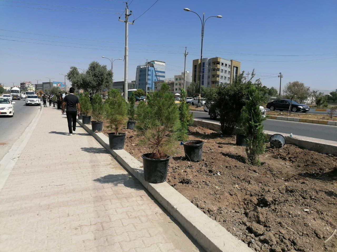 رۆژانە ٤٠٠ نەمام لە سلێمانی دەچێنرێت