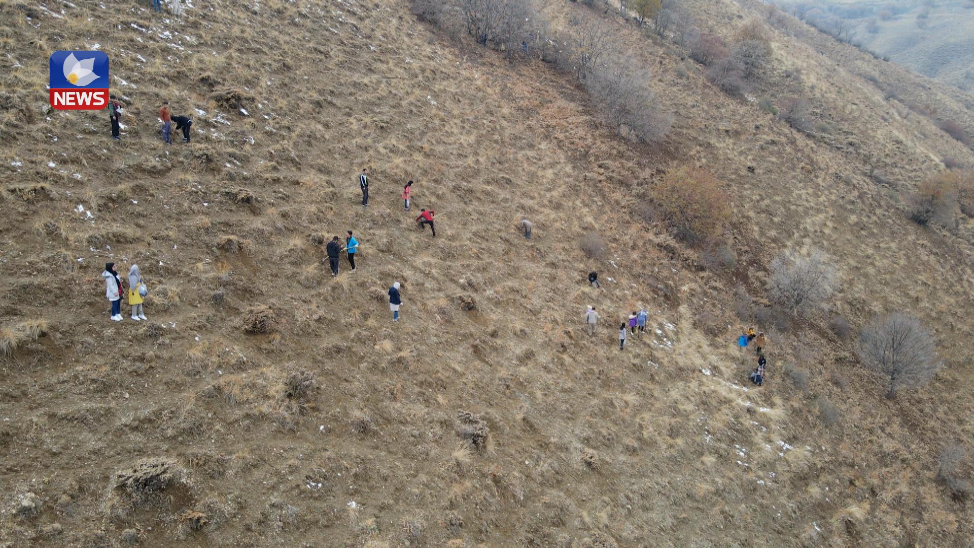 ھەڵمەتی چاندنی بەڕوو لە دارستانەکانی پیرانشار بەڕێوەچوو