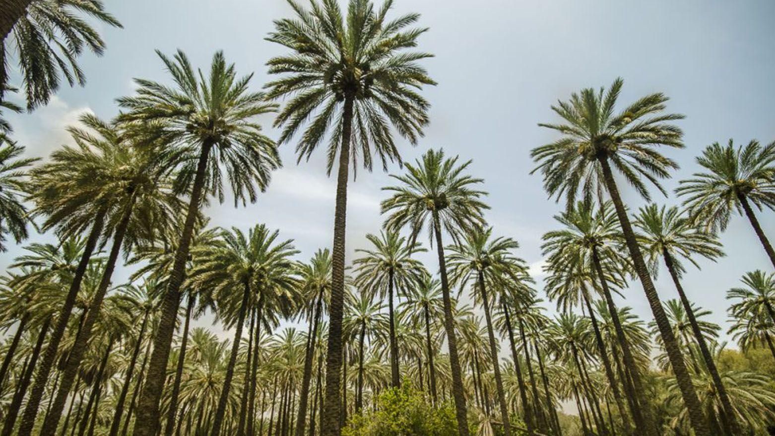 الزراعة: إكثار أصناف نخيل عالية الإنتاجية وتوزيعها على المزارعين بأسعار مدعومة