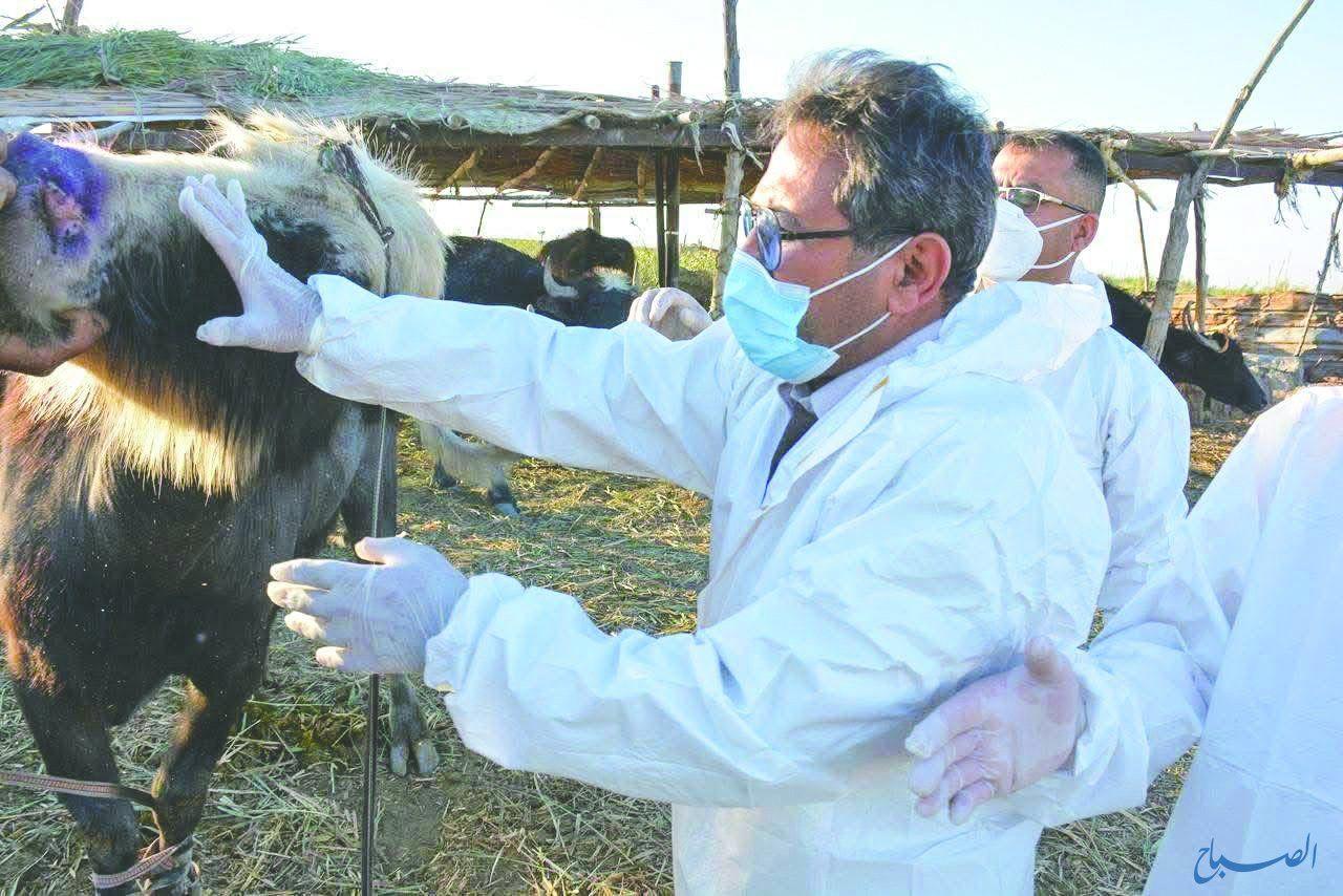 بالتزامن مع عيد الاضحى.. الجهات البيطرية تكثف جهودها للحد من انتشار الحمى النزفية 