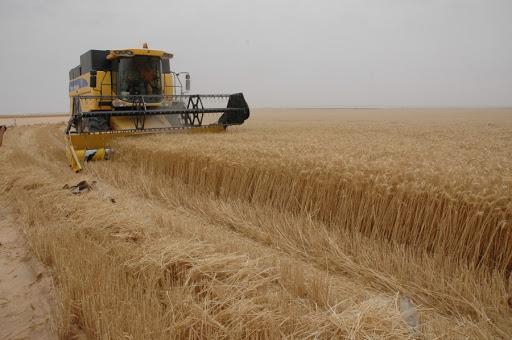 وشکە ساڵی کاریگەری لەسەر بەرھەمی گەنمی جوتیاران دروست دەکات