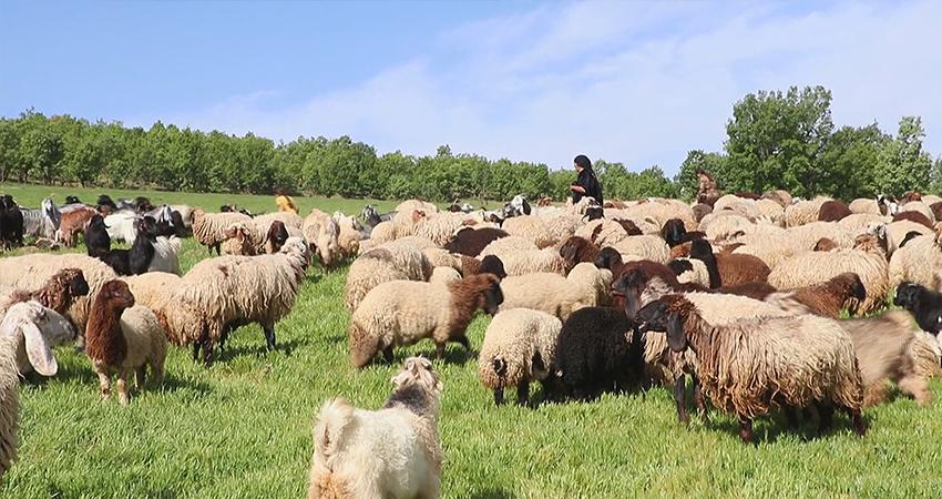 کۆچەرییەکان روو لە کوێستانەکان دەکەنەوە