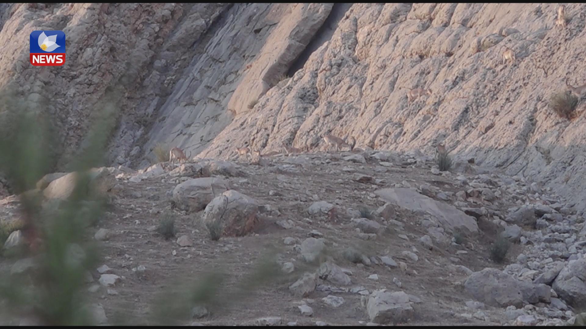 بۆ پاراستنی ئاژەڵە کێوییەکان ئاو و کامێرای چاودێری دابین دەکرێت