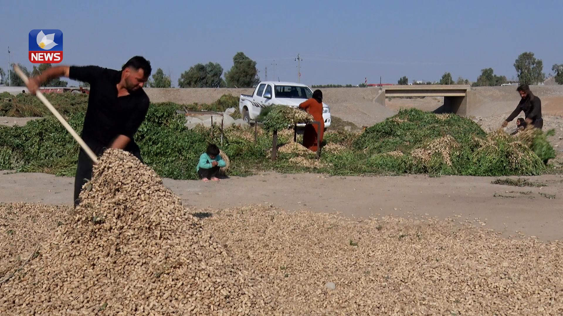 بەراورد بە ساڵانی ڕابردوو ئەمساڵ کەمترین بەرھەمی بستە لە گەرمیان چێنراوە