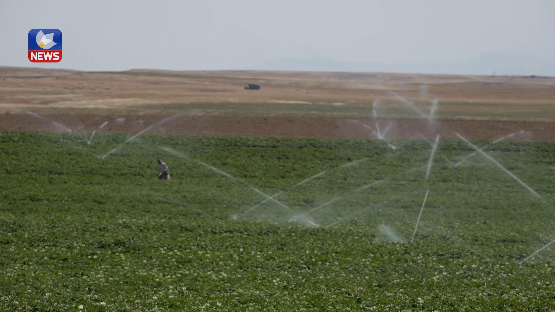 کشتوکاڵی گەرمیان دەستی کردووە بە دابەشکردنی بنەتۆو بەسەر جوتیاراندا