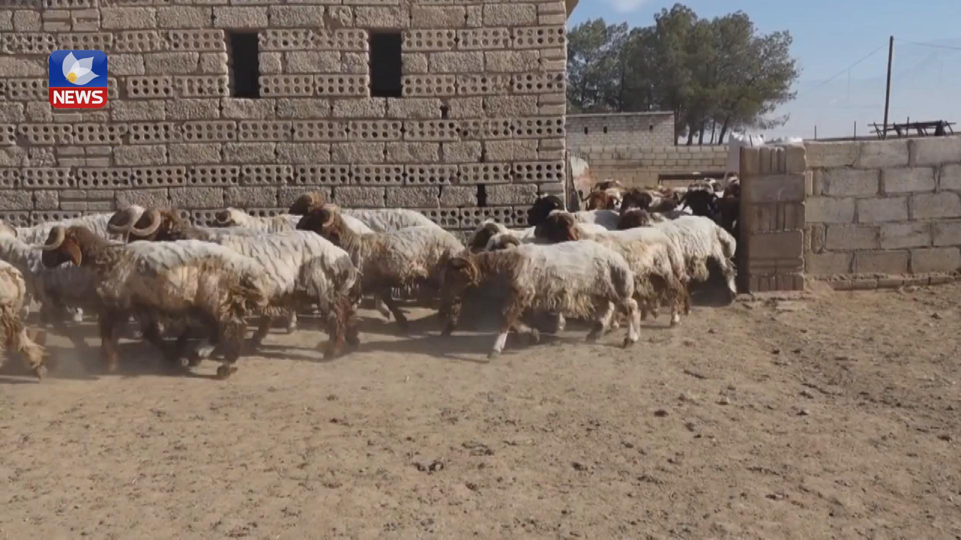شوانەکانی ڕۆژئاڤای کوردستان ڕووبەڕووی گرفتی دارایی دەبنەوە