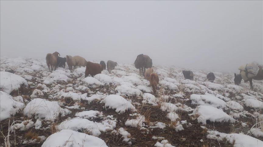 لە خۆرھەڵاتی کوردستان ٤٥٠ سەر ئاژەڵ لەناو بەفردا لەناچوون