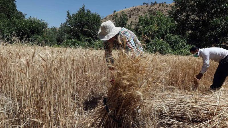 لە بەرامبەر رادەستکردنی گەنم نزیکەی ١٥١ ملیار دیناری تر دەدرێت بە جوتیاران