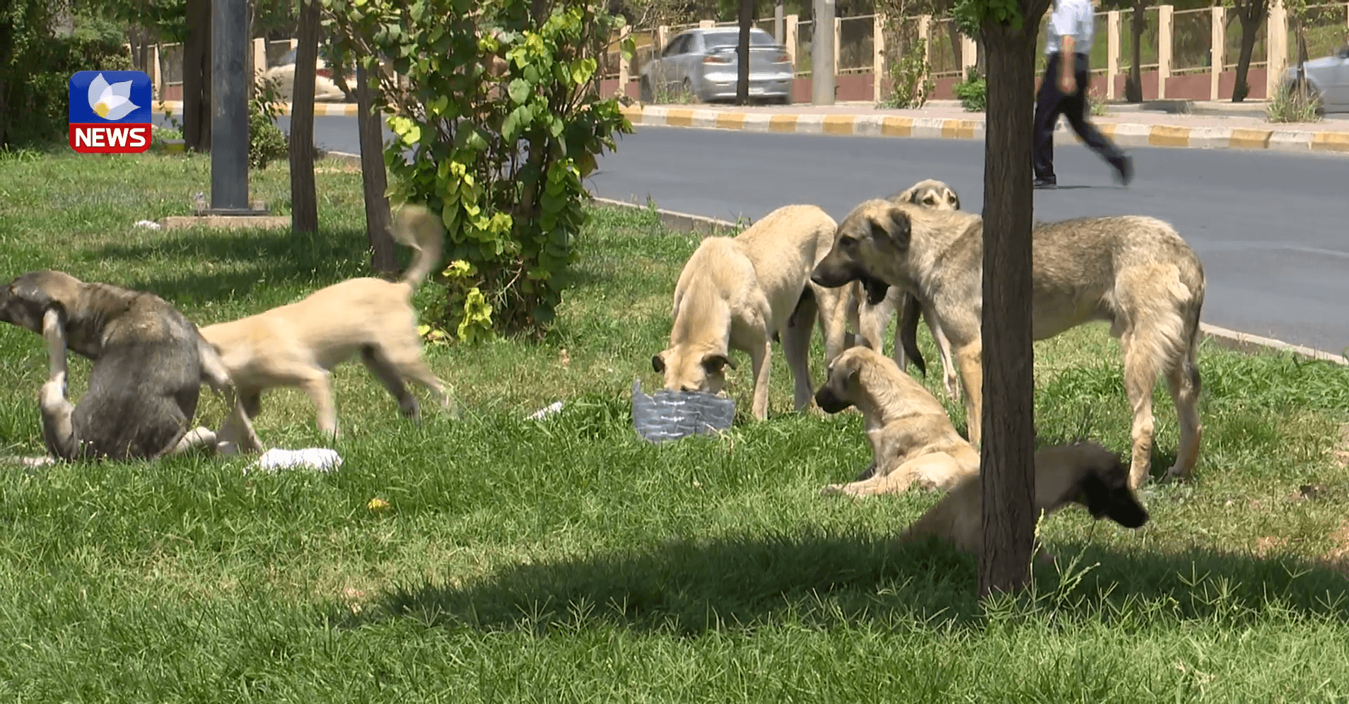 Three hundred thousand stray dogs live in the Kurdistan region 