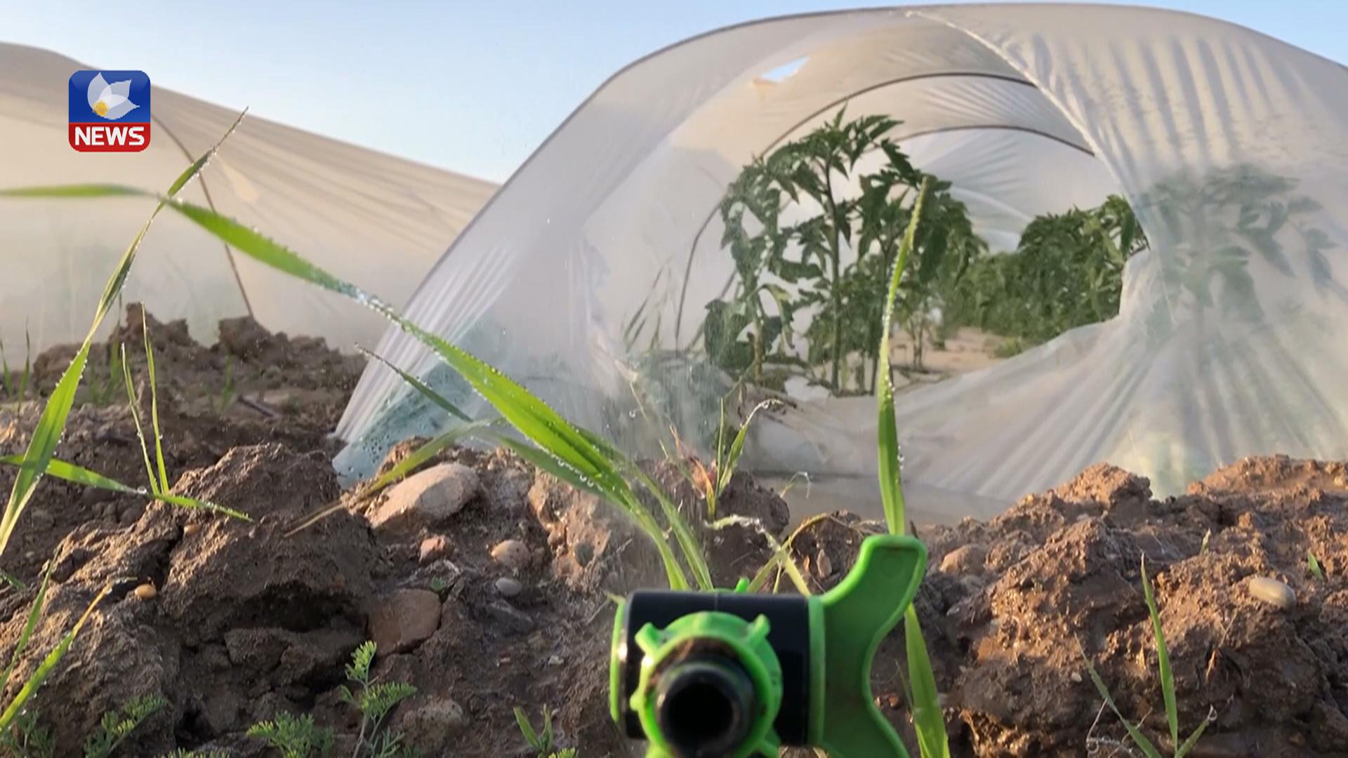 دەیان دۆنم زەوی کشتوکاڵی لە کفری بە بەرھەمی شوتی چێنراوە