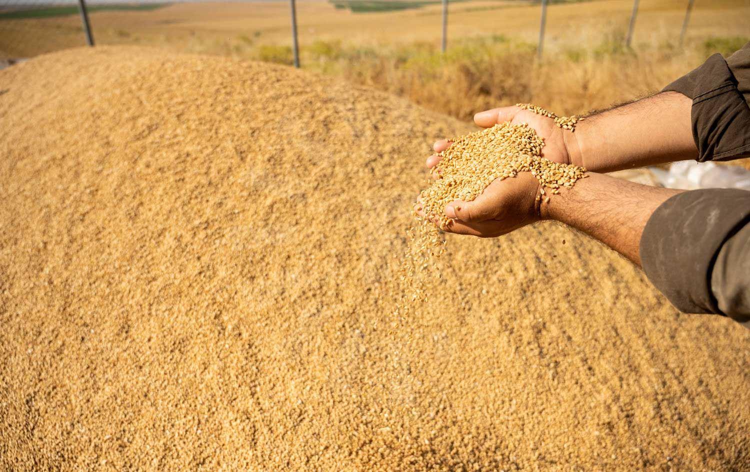 بڕێکی تری پارەی گەنمی جوتیاران گەیشتە ھەرێمی کوردستان 