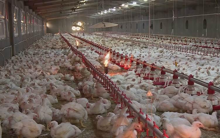 High fodder price costs poultry farmers billions of Iraqi Dinars