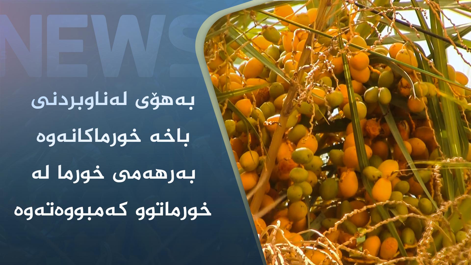بەھۆی لەناوبردنی باخە خورماکانەوە بەرھەمی خورما لە خورماتوو کەمبووەتەوە  