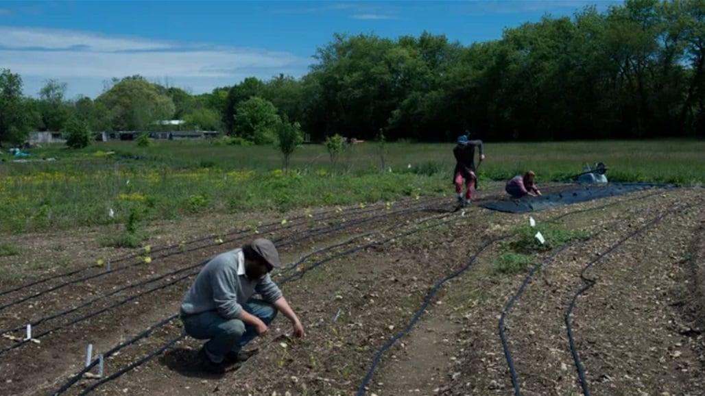بامية فلسطينية وريحان عراقي في نيوجيرسي.. أمريكا تطلق مشروع لـ"حفظ نباتات مناطق الصراع"