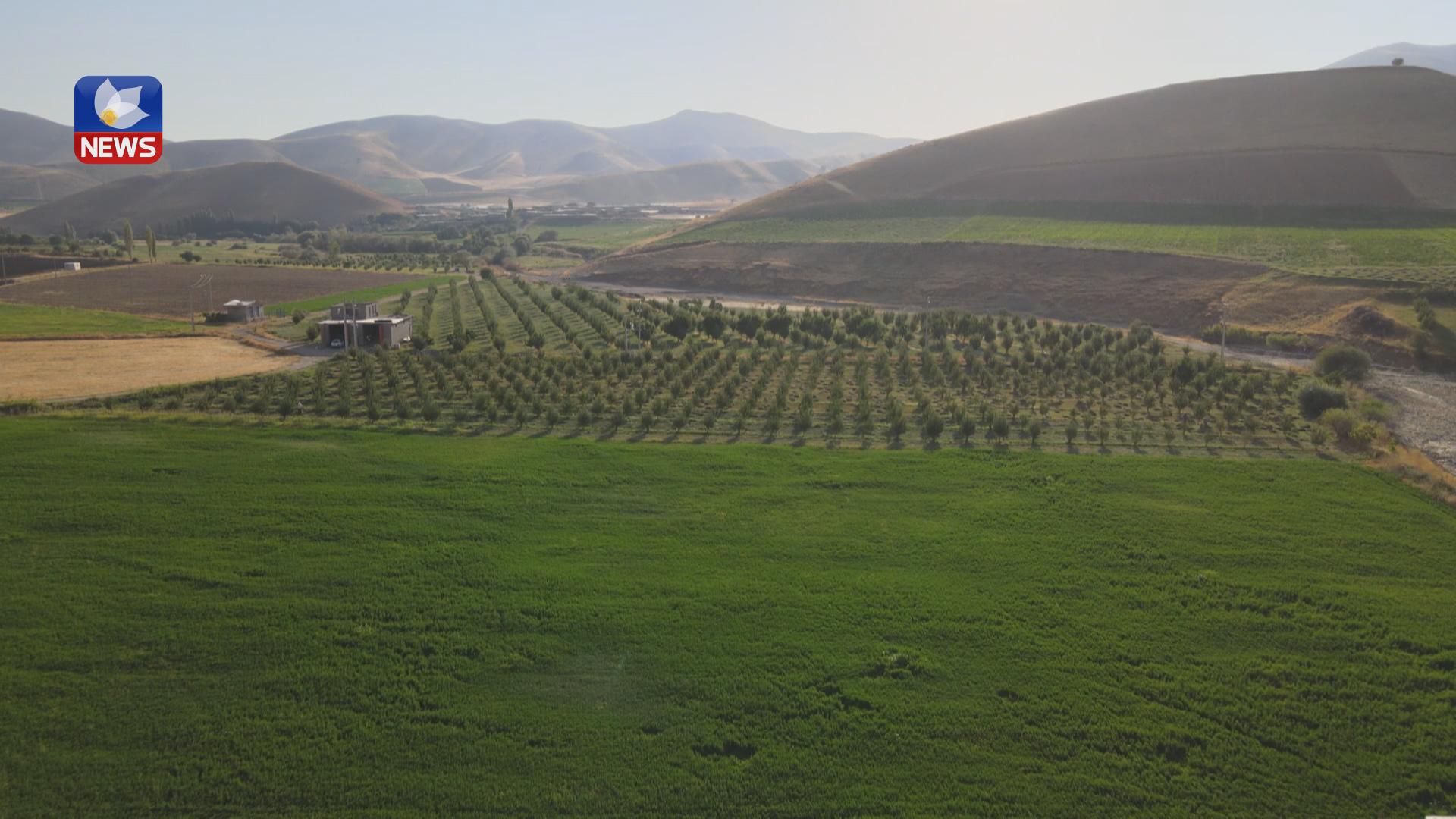 وەرزی پێگەیشتنی کولەکەیە لە خۆرھەڵاتی کوردستان