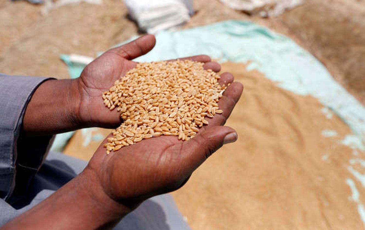 عێراق تۆنێک گەنم بە ٨٥٠ ھەزار دینار لە جوتیاران دەکڕێتەوە