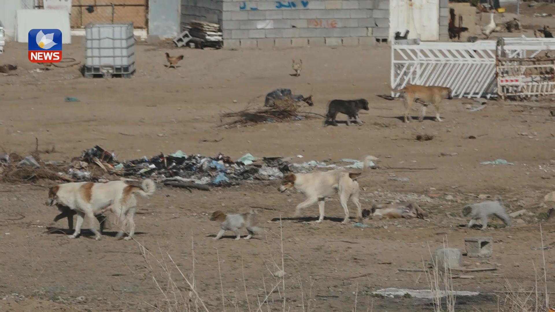 وەزارەتی تەندروستیی عێراق ھۆشداری دەدات لە بڵاوبوونەوەی ھاریی سەگ