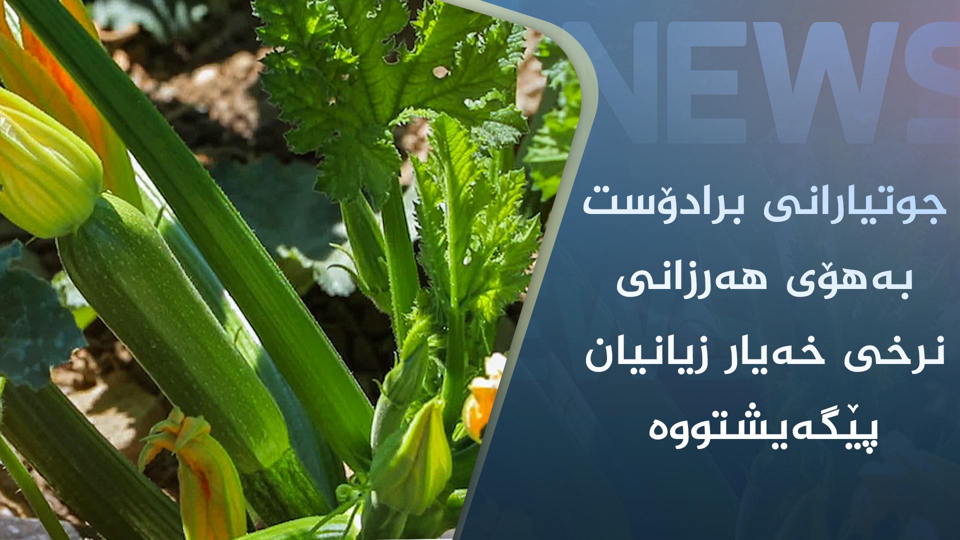 جوتیارانی برادۆست بەھۆی ھەرزانی نرخی خەیار زیانیان پێگەیشتووە