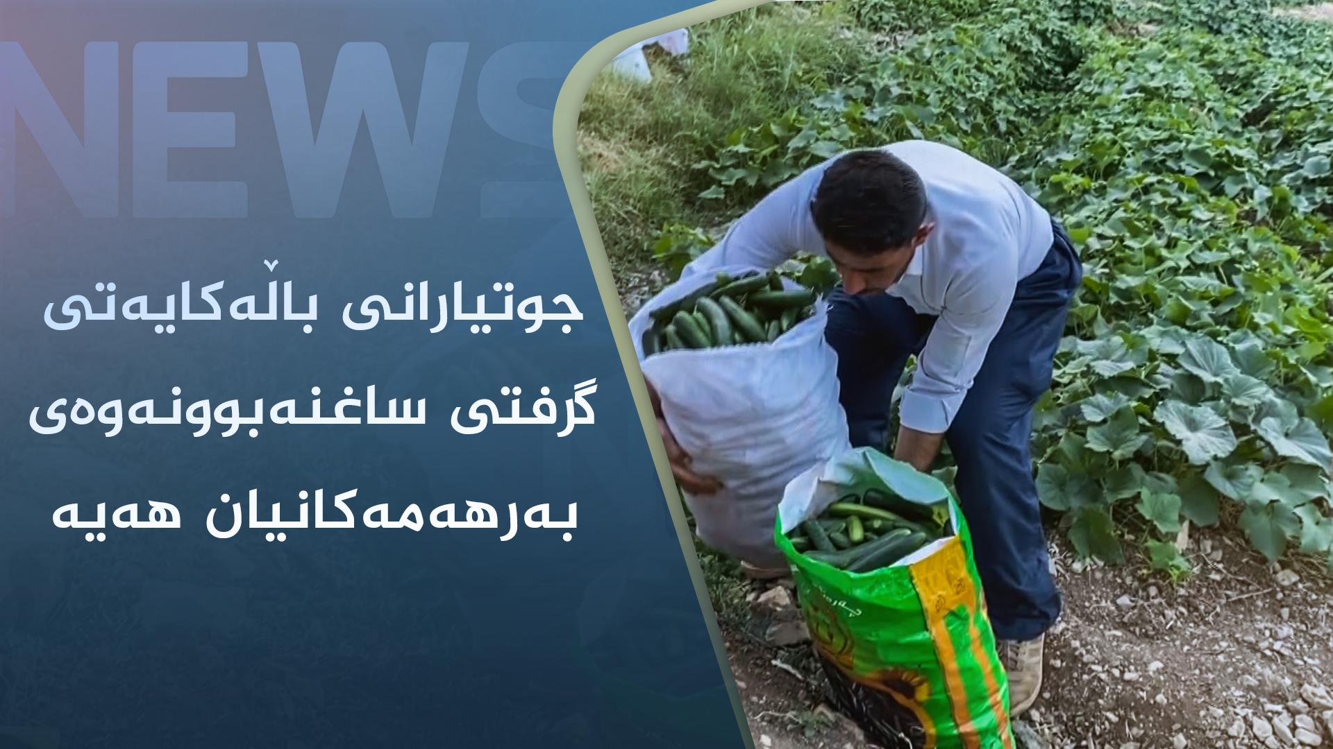 جوتیارانی باڵەکایەتی گرفتی ساغنەبوونەوەی بەرھەمەکانیان ھەیە