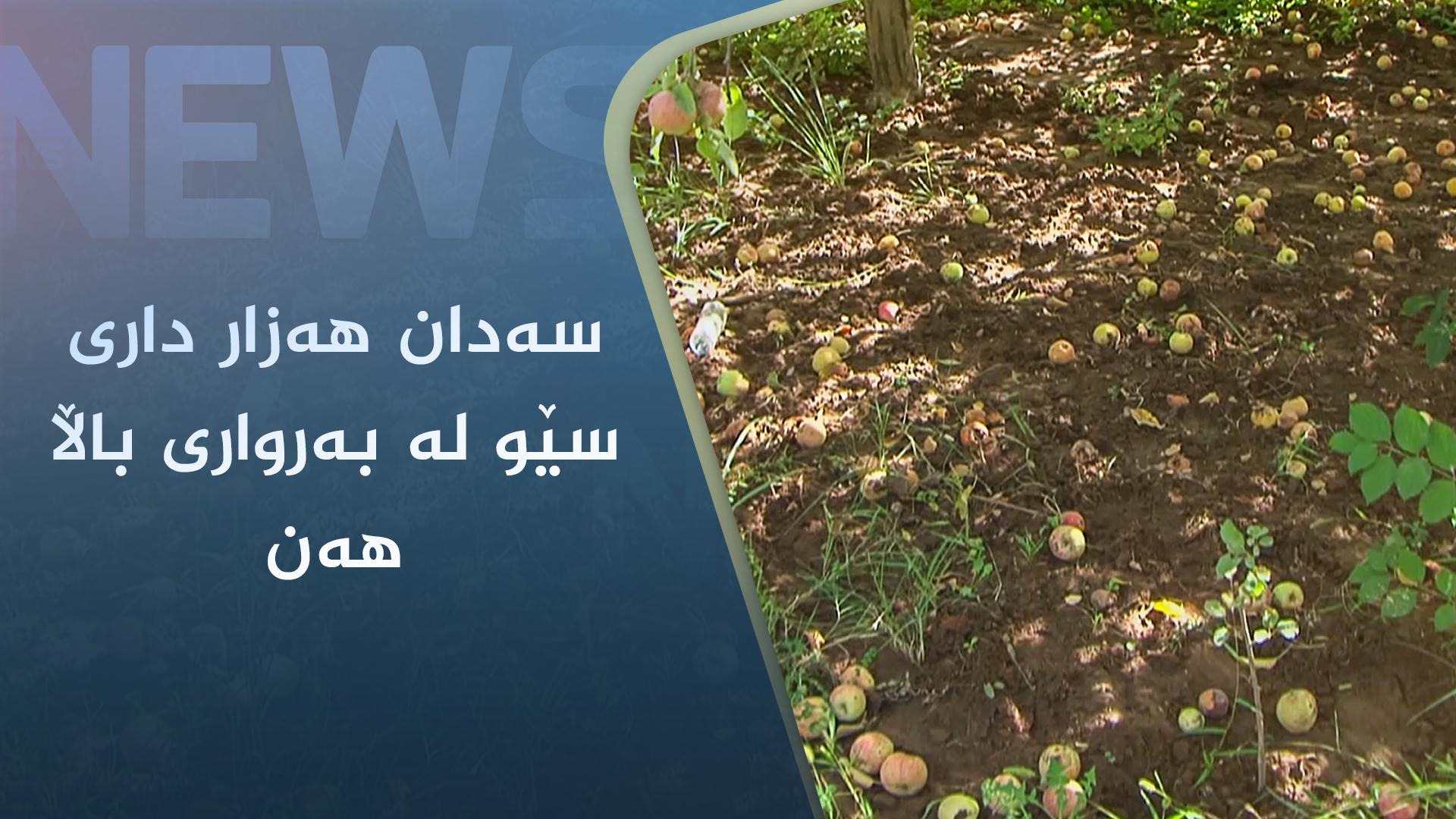 سەدان ھەزار داری سێو لە بەرواری باڵا ھەن