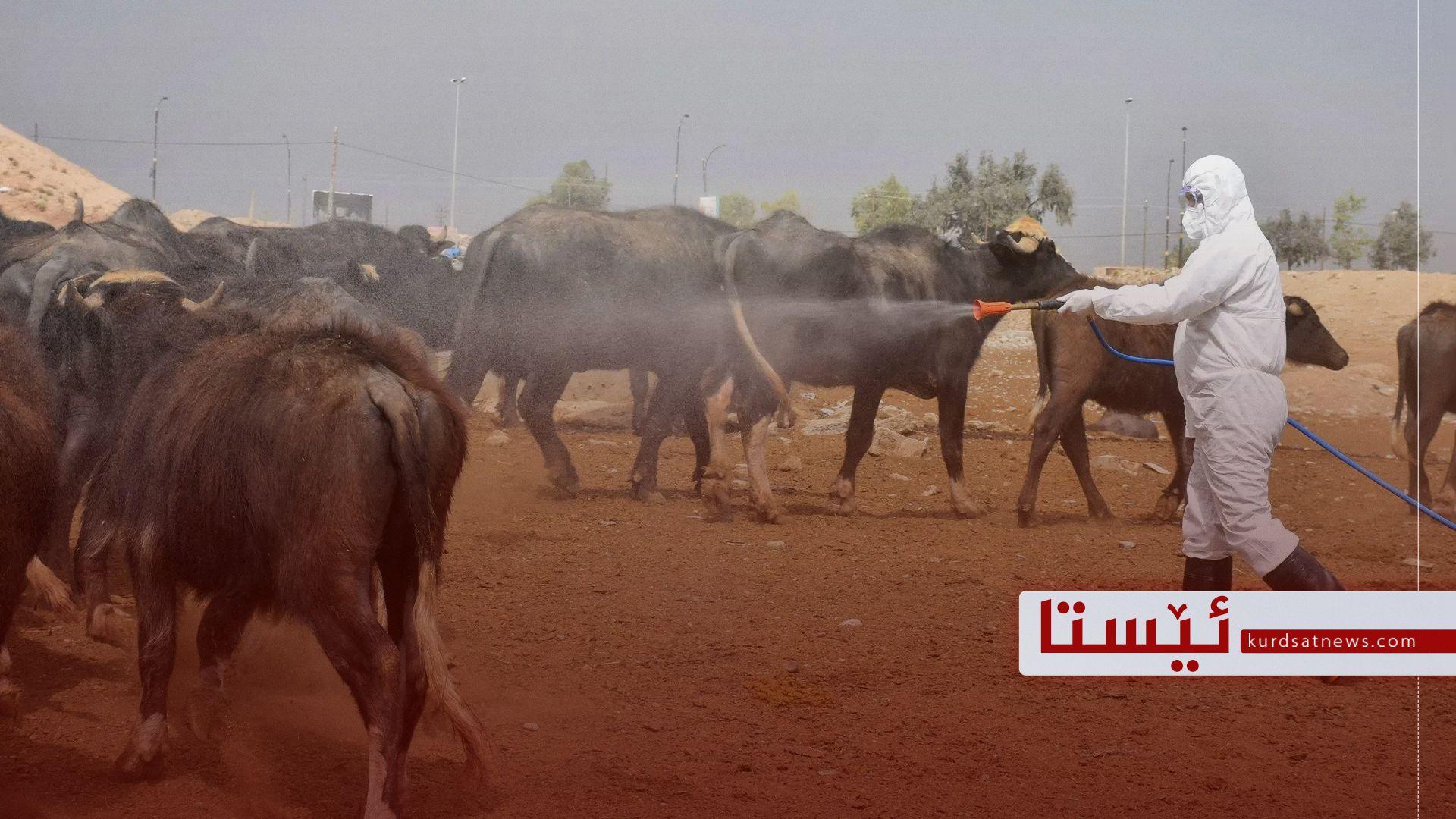 پێنج حاڵەتی نوێی توشبوون بە تای خوێنبەربوون لە عیراق تۆمار کرا