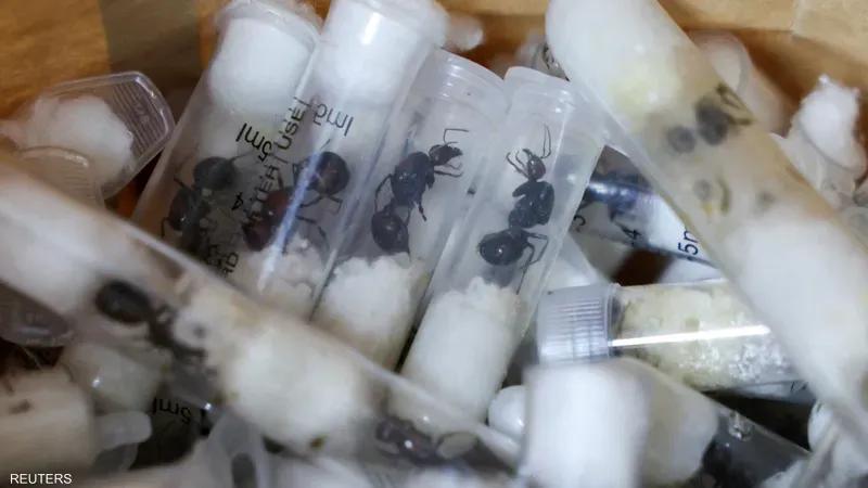  أحدث جريمة أمام القضاء.. تهريب 5400 نملة يوقع مراهقين في قبضة الشرطة