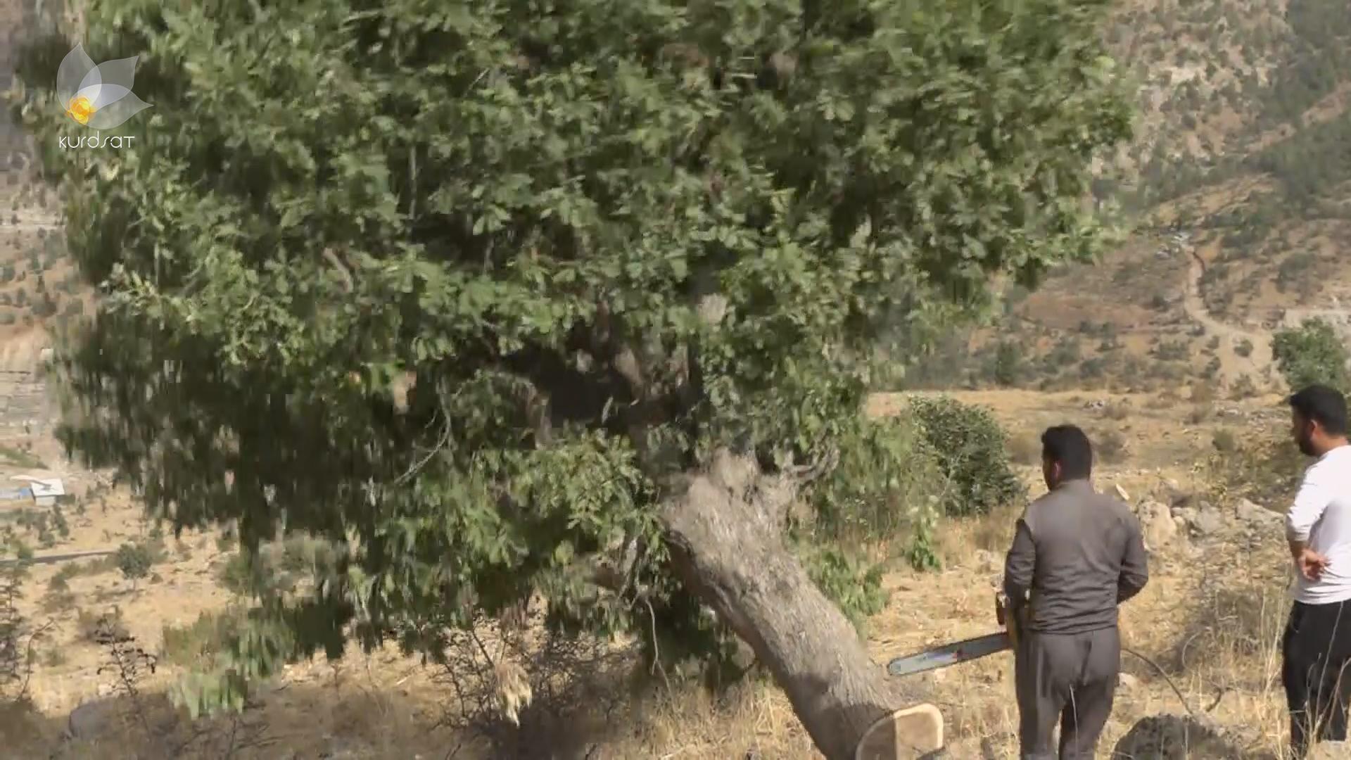 Hundreds of forest trees cut down in Kurdistan region