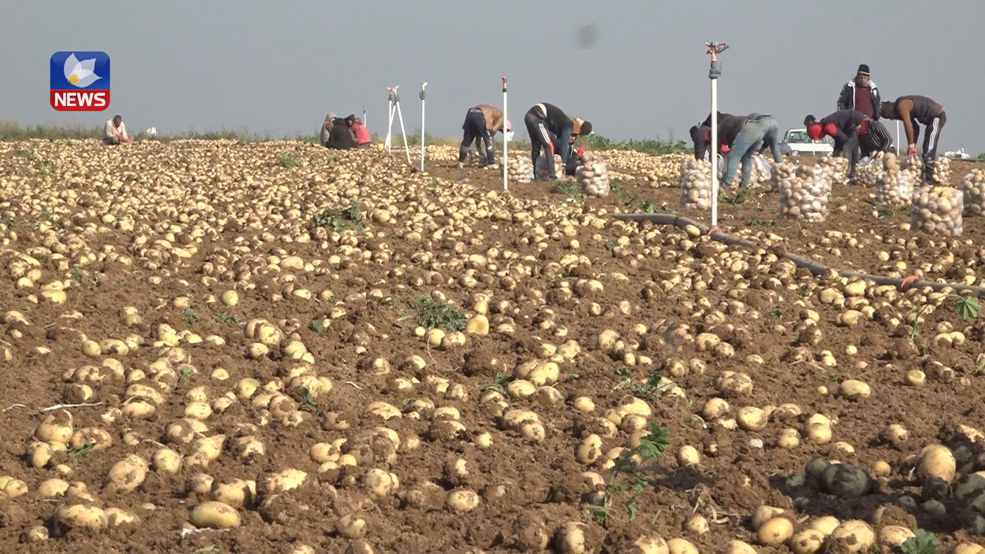 پەتاتەی پیشەسازی لە ھەرێم بەرھەمدەھێنرێت