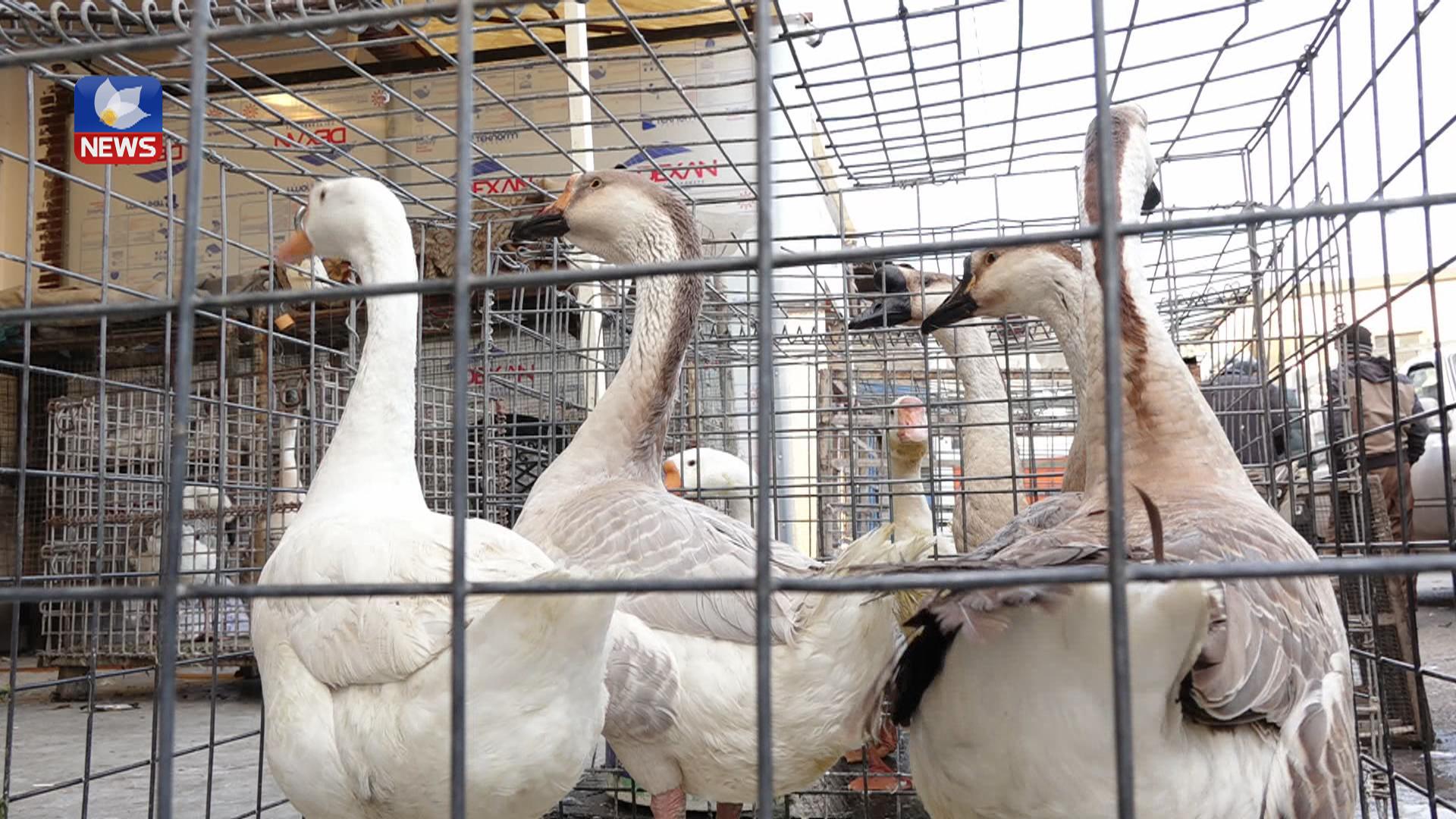 لە وەرزی زستاندا خواست لەسەر کڕینی قاز زیاتر دەبێت