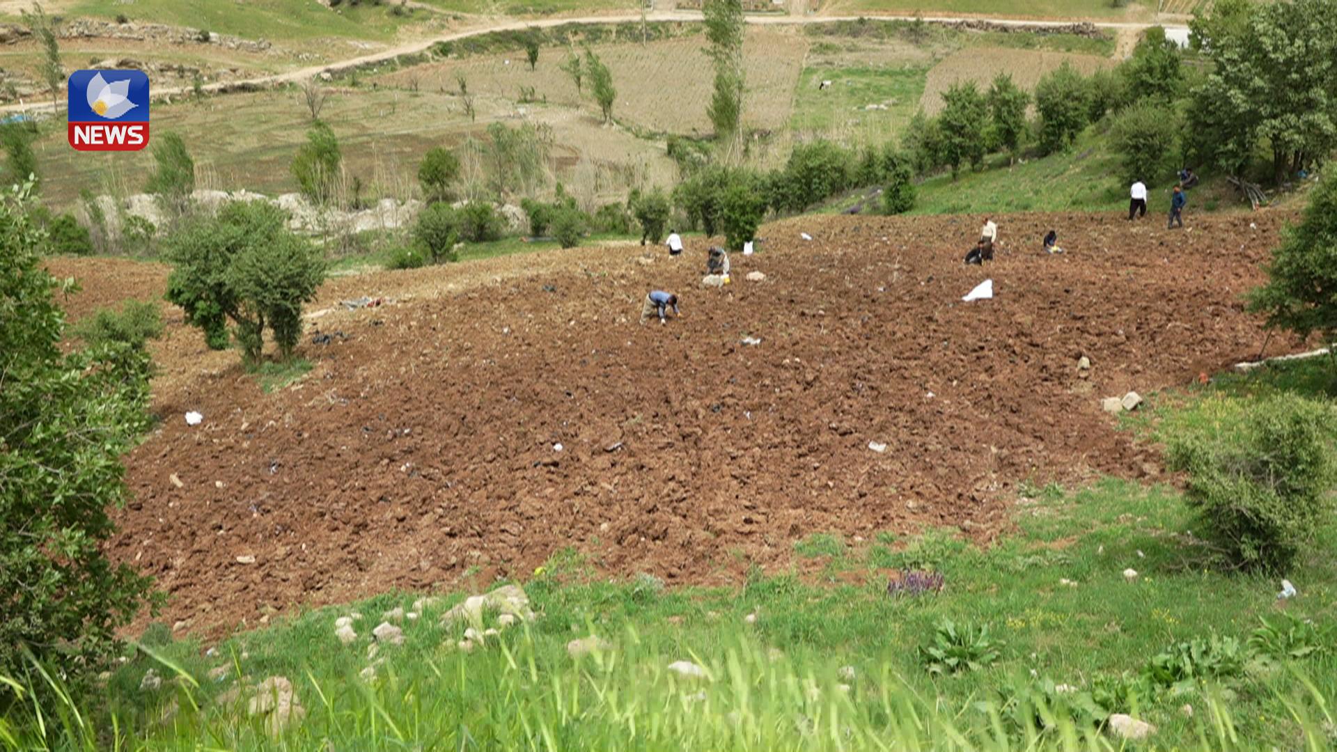 ھەڵمەتی سەوزکردنی کوردستان بە پشتیوانی قوباد تاڵەبانی دەستیپێکردووە
