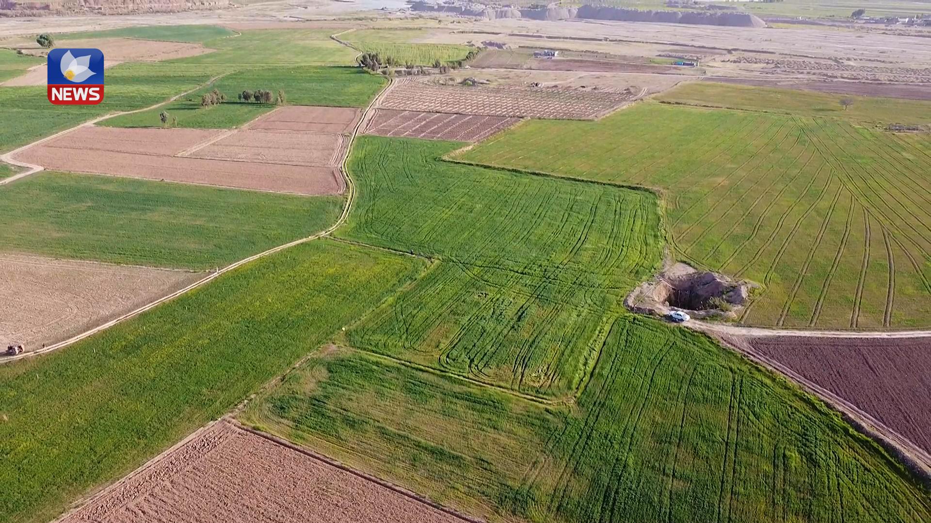 وشكە ساڵی عێراق ناچار دەكات هاوردەی گەنم بە ڕێژەی ٥٠٪ زیاد بكات