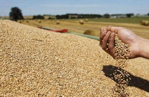 نرخی وەرگرتنی گەنمی بۆ ئەمساڵ دیاریکرا