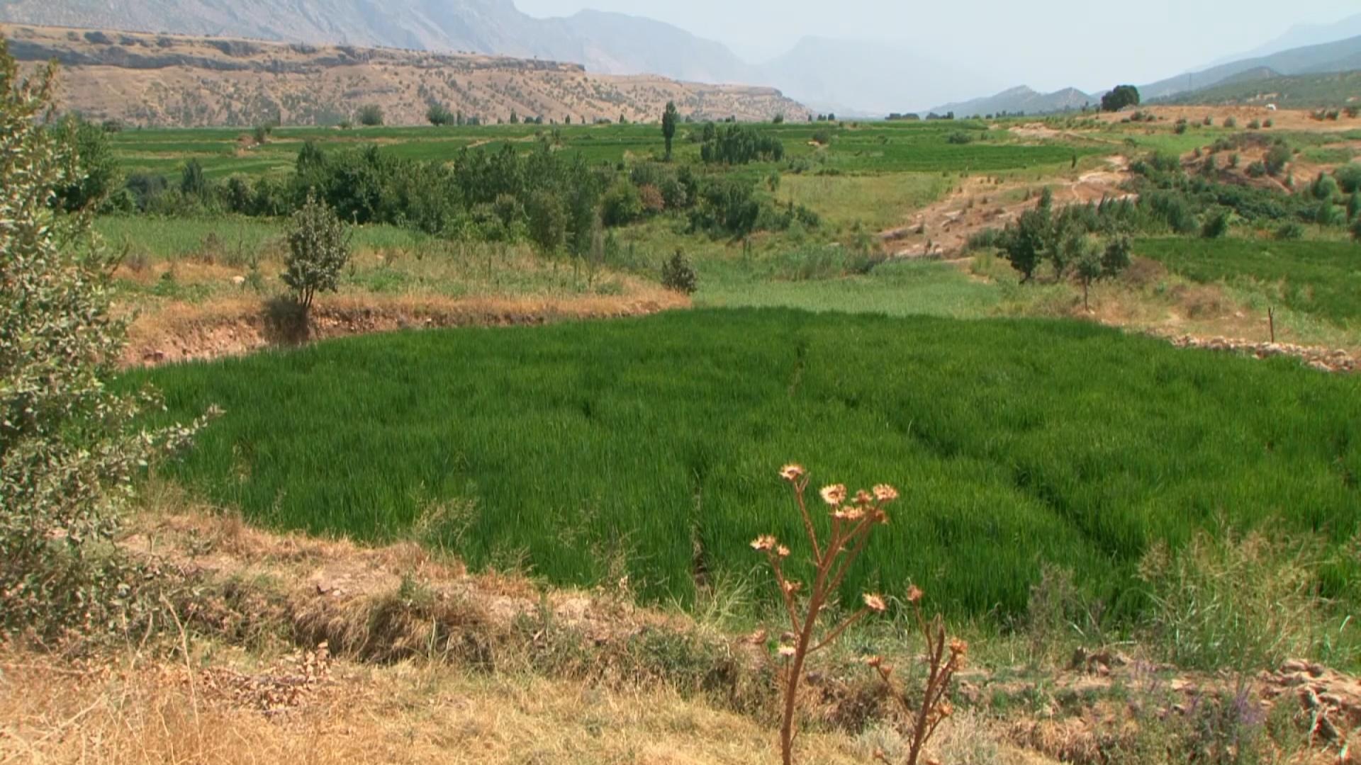 لە ئامێدی زۆرترین زەوی بە بەرهەمی كونجی چێنراوە