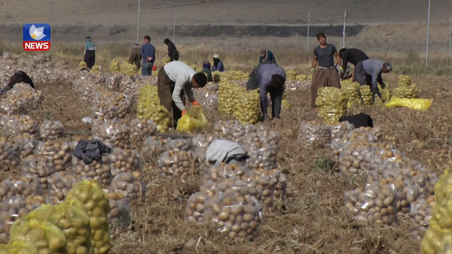 وەرزی کۆکردنەوەی بەرھەمی پەتاتەیە لە زەوییە کشتوکاڵییەکانی قەزای پێنجوێن