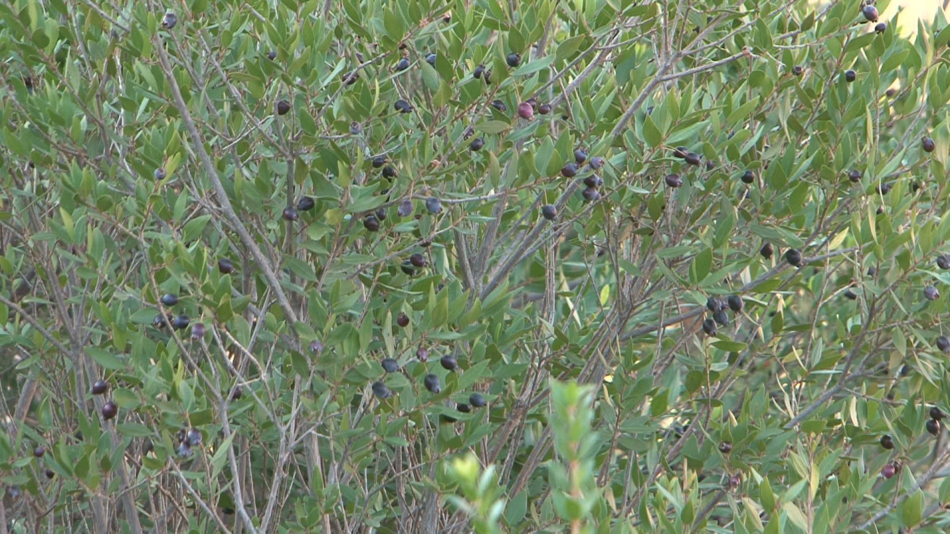 وەرزی چنینەوەی مۆرد لە ناحیەی سەنگاو دەستیپێکردوە