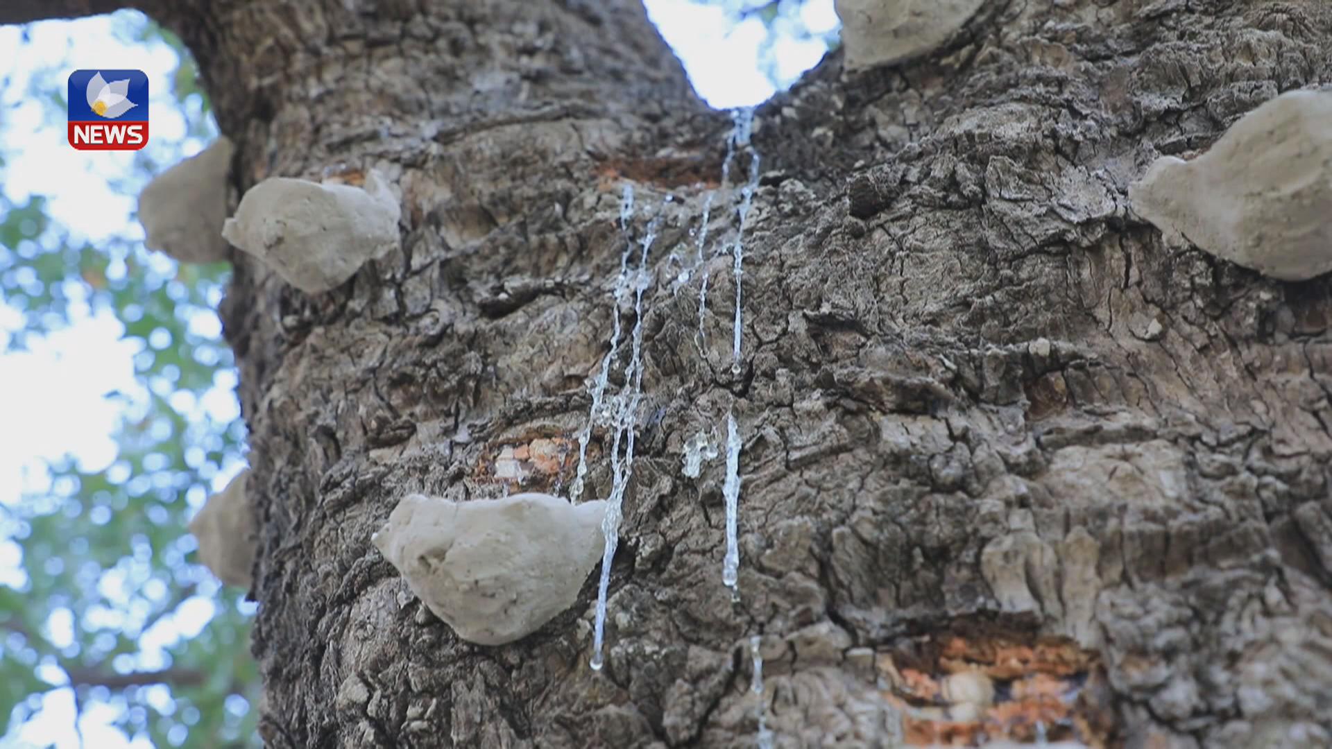 چۆن بنێشتی کوردی لە دارەبەن دەردەهێندرێت و بەرهەمدەهێنرێت؟
