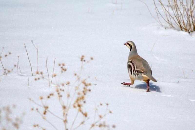 ھەر کەسێک ڕاو بکات میلۆنێک تا شەش ملیۆن دینار سزا دەدرێت
