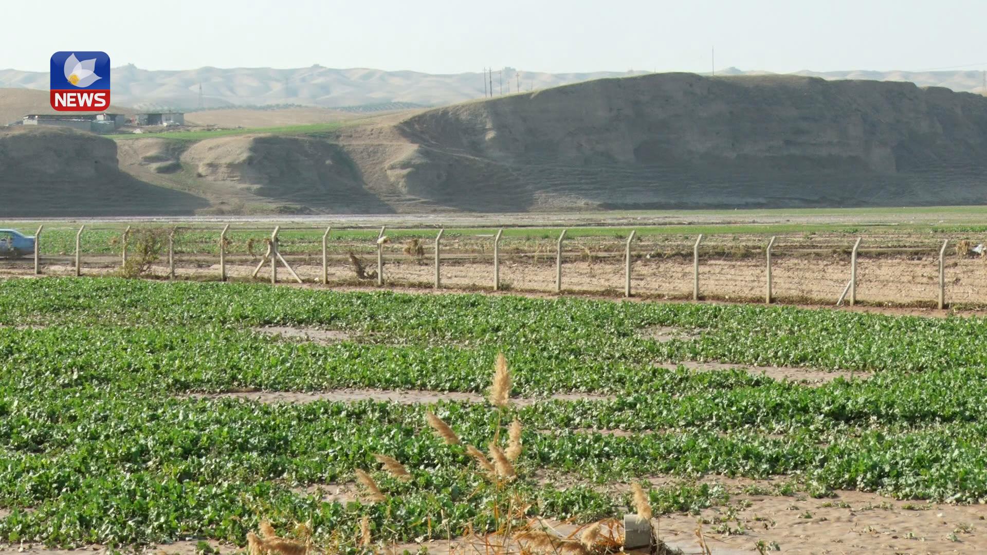 زیاتر لەھەزار دۆنم زەوی کشتوکاڵی لە ناحیەی پردێ زیانی پێگەیشتووە