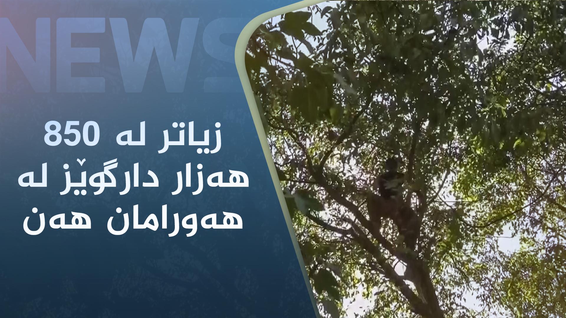 زیاتر لە ٨٥٠ ھەزار دارگوێز لە ھەورامان ھەن