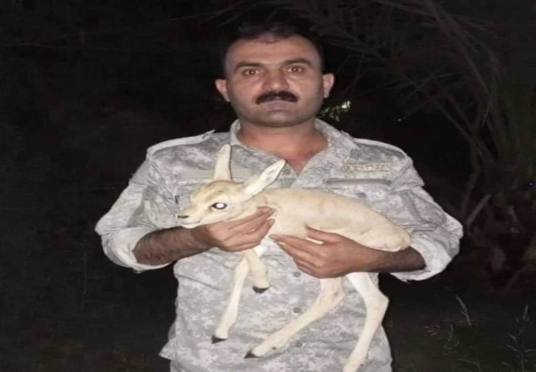 بێچوە ئاسکێک لە کڕین وفرۆشتن ڕزگار دەکرێت 