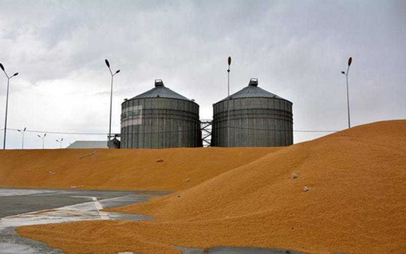 سایلۆکانی ھەرێمی کوردستان دەست بە وەرگرتنی گەنم دەکەن