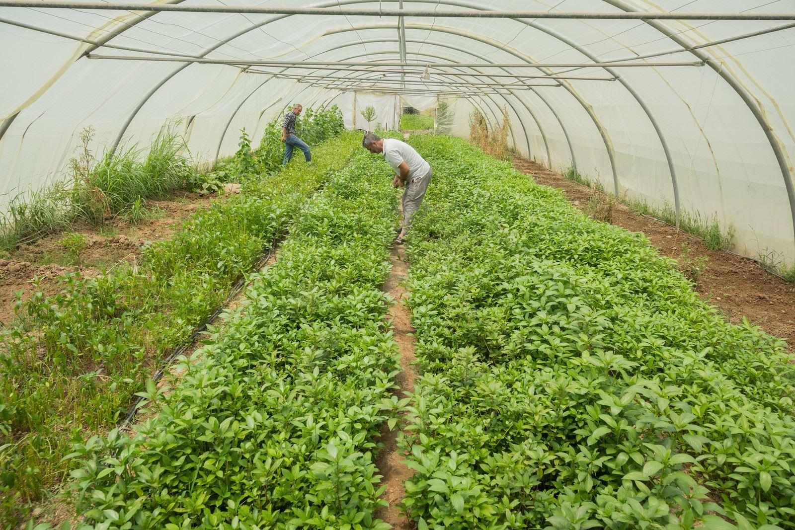 عێراق ھاوردەکردنی ئەو بەروبوومانە رادەگرێت کە لە ھەرێم بەرھەمیان زۆرە