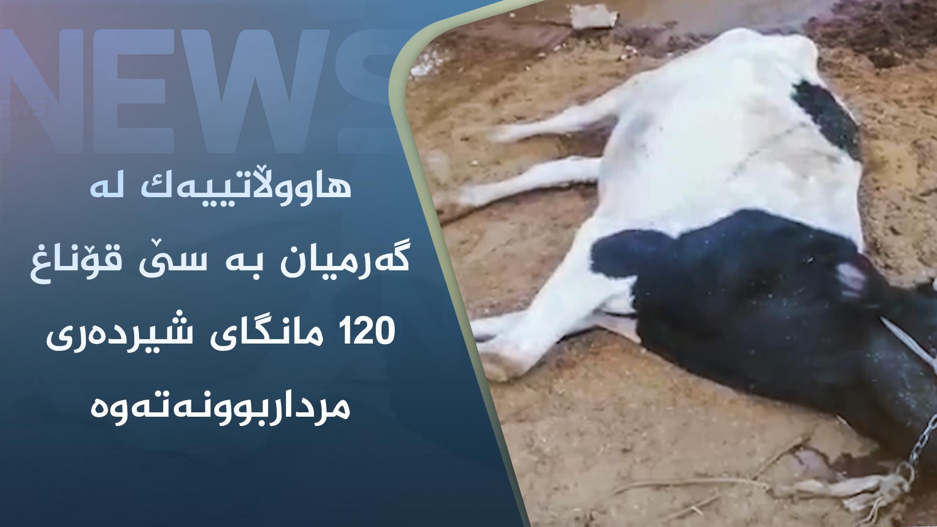 ھاووڵاتییەک لە گەرمیان بە سێ قۆناغ ١٢٠ مانگای شیردەری مرداربوونەتەوە